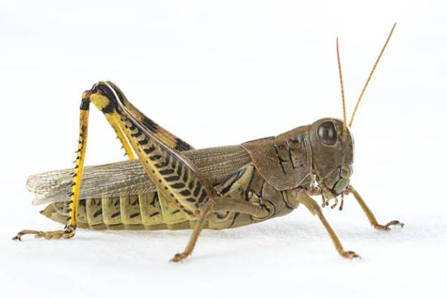 Side profile of Grasshopper