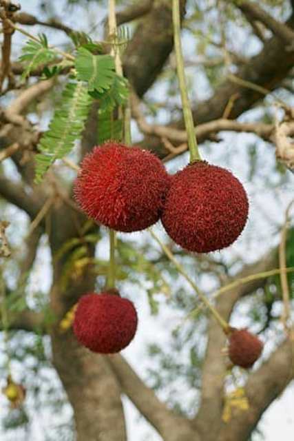 IMG-20230521-WA0014