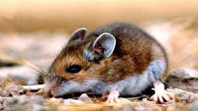 hantavirus